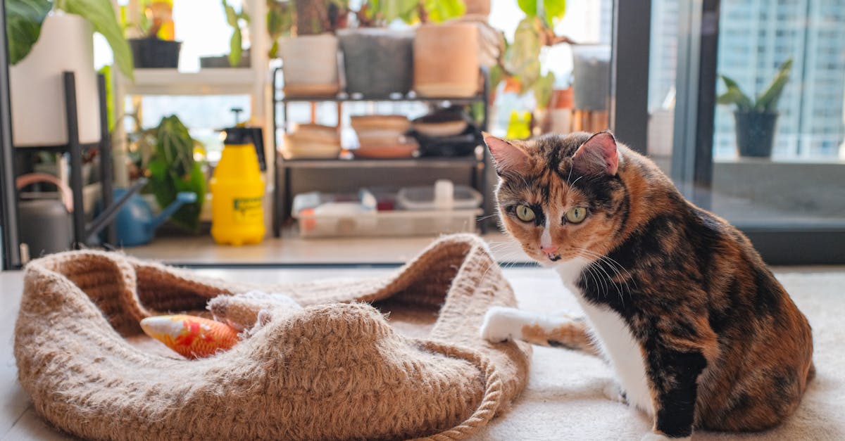 découvrez l'univers des jardins d'intérieur : conseils pratiques, plantes adaptées et astuces pour créer un espace vert zen chez vous. transformez votre intérieur en un havre de paix avec un jardin d'intérieur épanouissant.