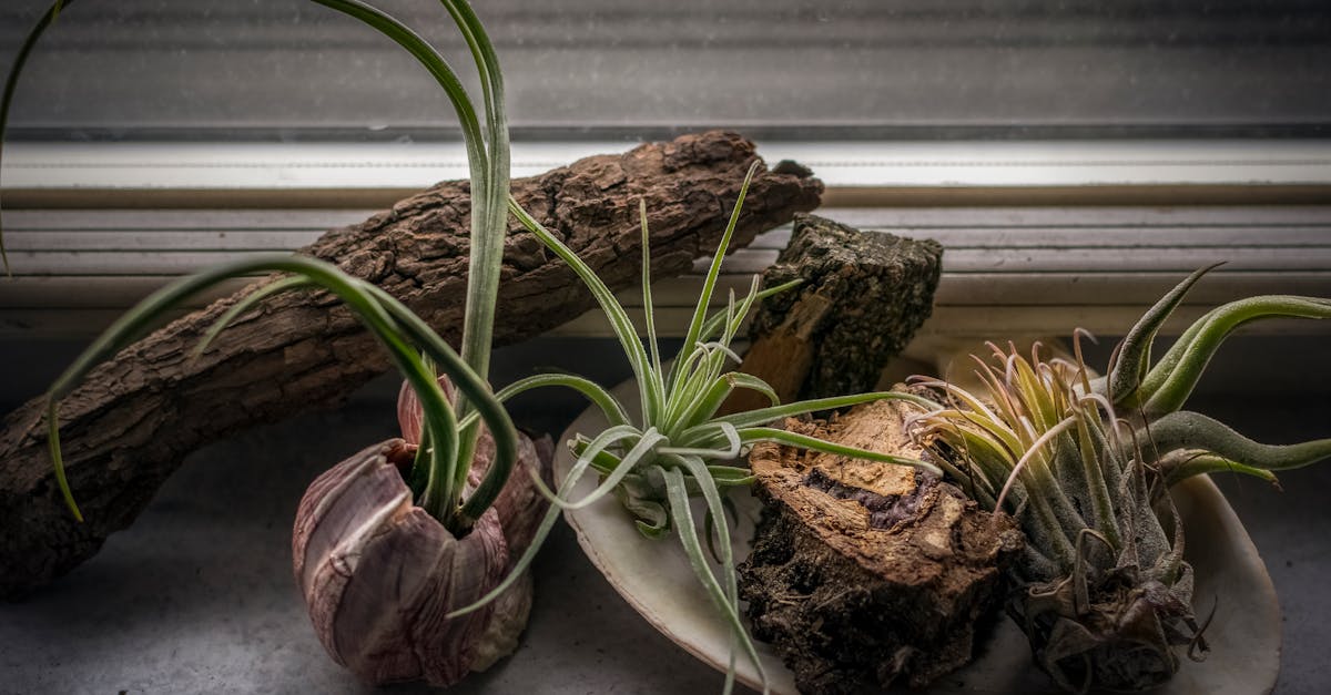 découvrez l'écologie au cœur du design avec des solutions innovantes et durables. apprenez à créer des espaces et des produits qui respectent l'environnement tout en alliant esthétisme et fonctionnalité.