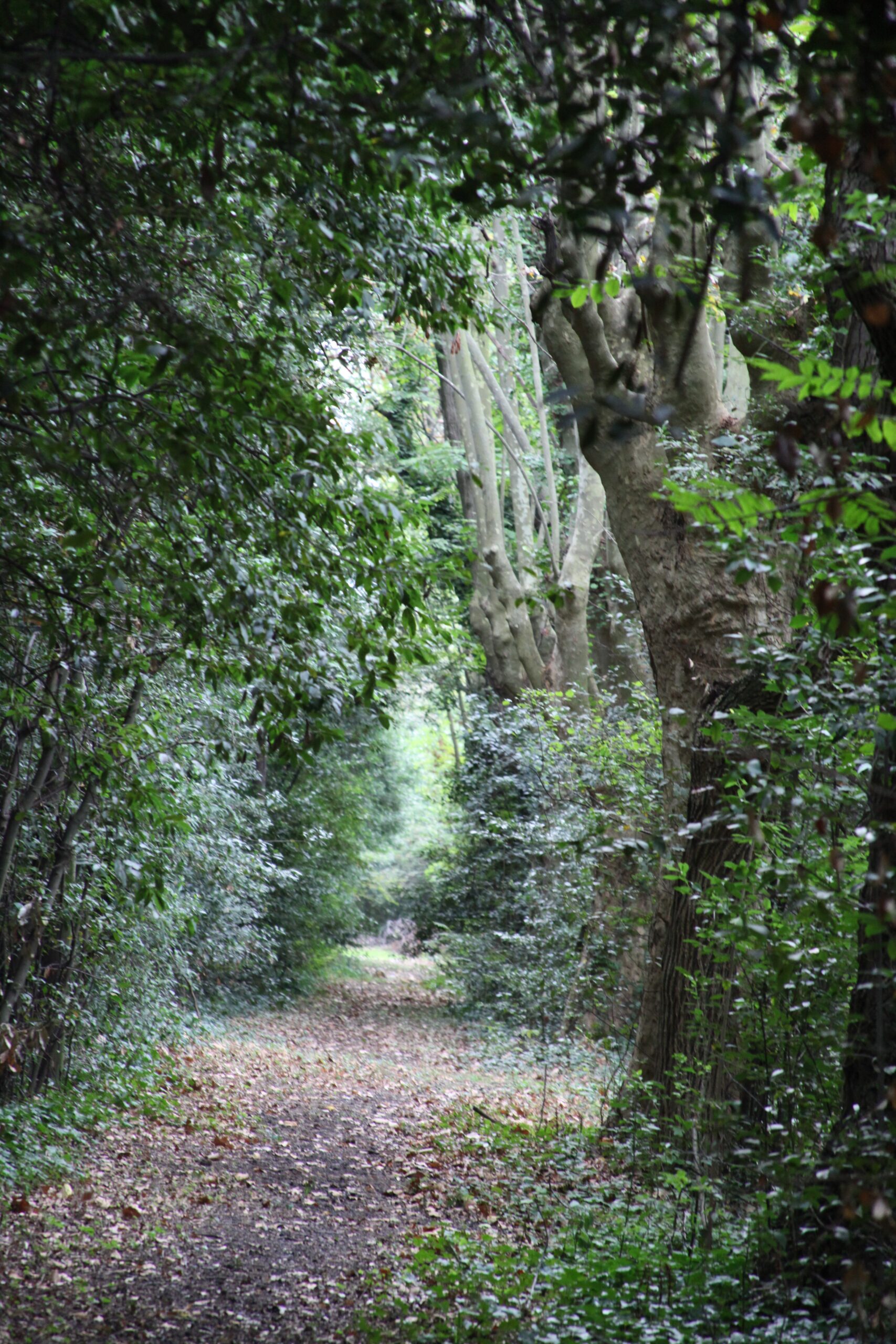 découvrez le parc jacques-chirac à nîmes, un écrin de verdure au cœur de la ville, idéal pour des promenades relaxantes, des activités en plein air et des moments en famille. profitez de ses jardins paysagers, de ses aires de jeux pour enfants et des événements culturels organisés tout au long de l'année.